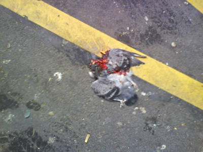 dead pigeon