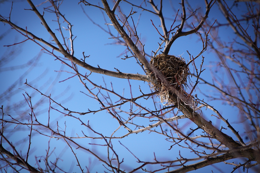 nesting