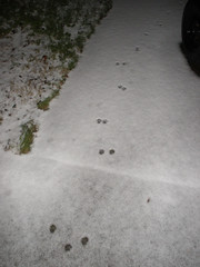 Kitty prints on the snowy drive