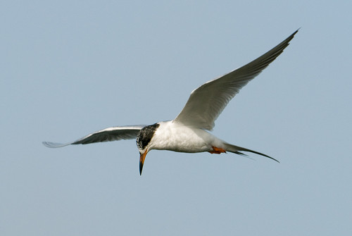 Foster's Tern