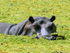 Hippo, South Luangwa