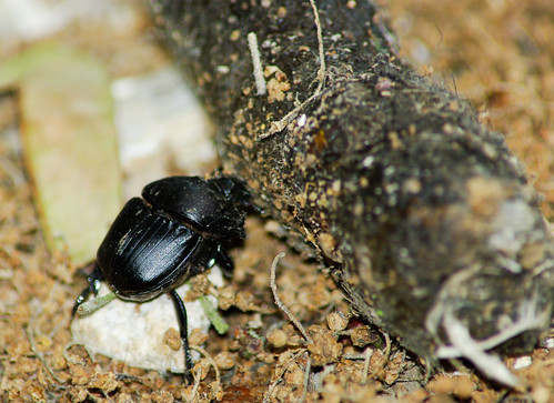 Dung Beetle with Dung
