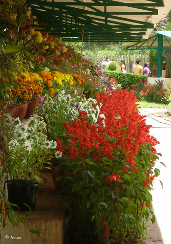 Flowers show in Ooty Botanical Garden