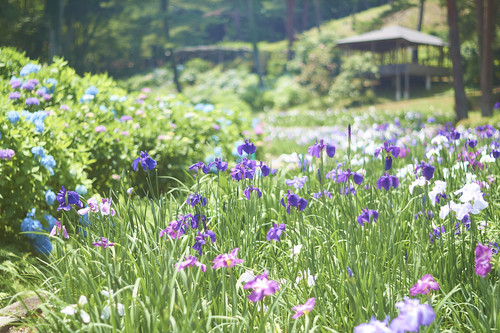 irises and hydrangeas