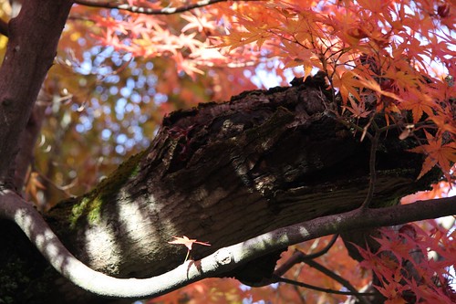 Autumn Colors at Tofuku-ji Temple