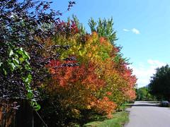 Fall Colors Boulder   DSCN0099
