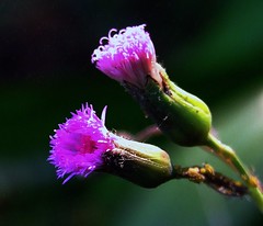 ASTERACEAE - Tassel Flower (Emilia sonchifolia)