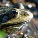 European Common Frog II, Rana temporaria