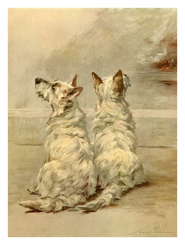015-Terrier blancos del oeste de Escocia-The power of the dog 1910- Maud Earl