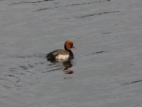 11947 - Red Crested Pochard at Cosmeston Lakes. Cardiff