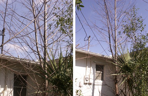 Before and After Pruning
