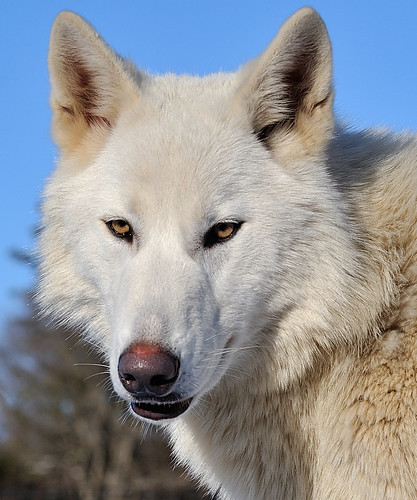 Wolf Hybrid Katore