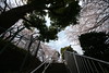 階段の上の桜