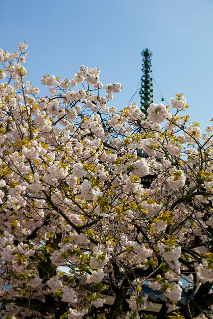 満開の遅咲き桜