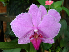 Orquídea 28