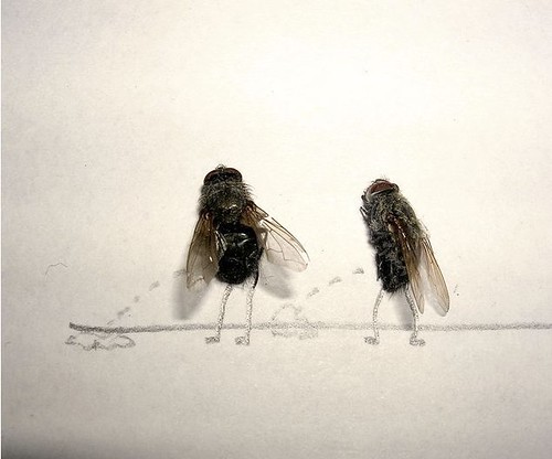 These Flies Said "Fuck Waiting In Line"