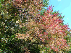 Fall Colors Boulder   DSCN0102