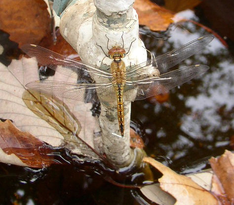 Strange_sleep_dragonfly