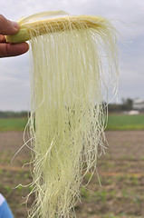 20091230-玉米雌花 (2)