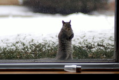 Squirrel begging