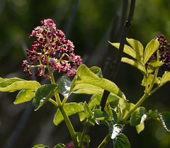 red elderberry - sambucus racemosa