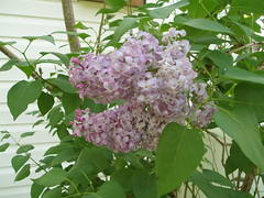 016 Lilacs blooming