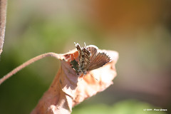 A borboleta na folha caduca / Butterfly on a falling leaf