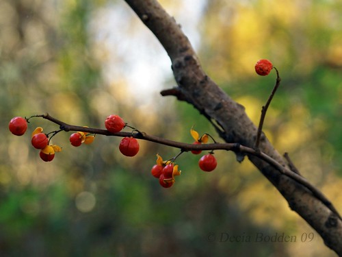Bittersweet berries branch by Decia Bodden