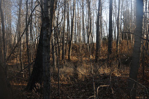 Woods on West side of lake