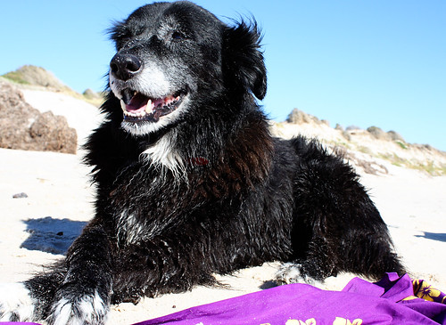 Monty resting at beach
