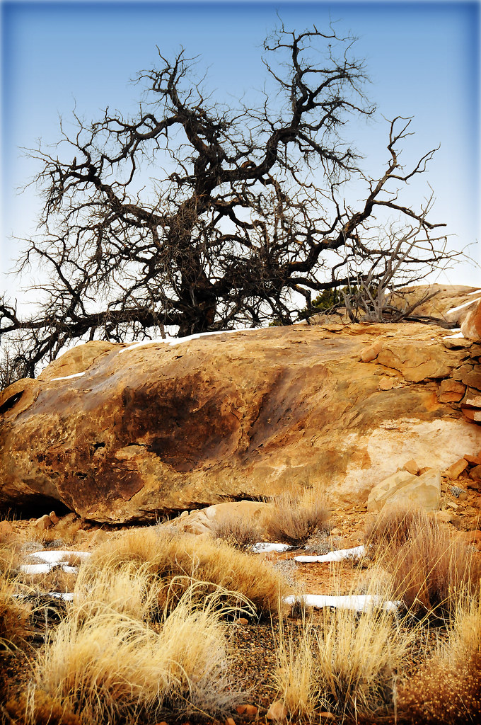 tree in canyonlands and rocks
