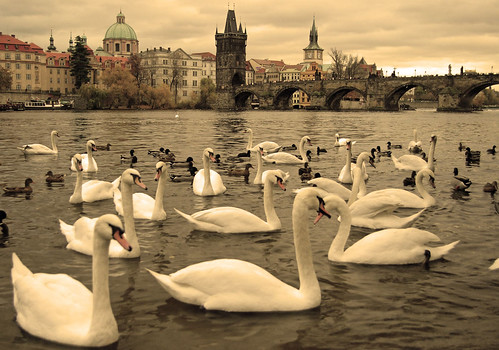 Swans on the Vltava, Prague