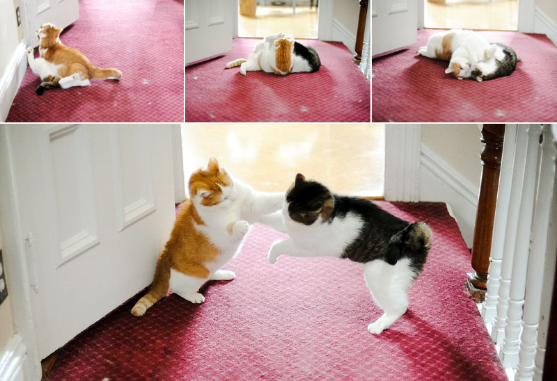 Cat fight!