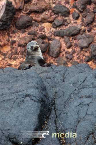 NZ fur seal pup