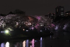 いろんな色の桜