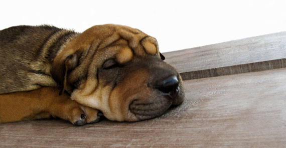 puppy wrinkles 3