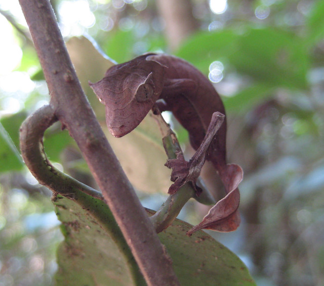 Uroplatus phantasticus (Leaf Tailed Gecko)