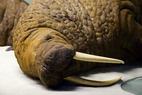 Sleepy walrus! Aw!