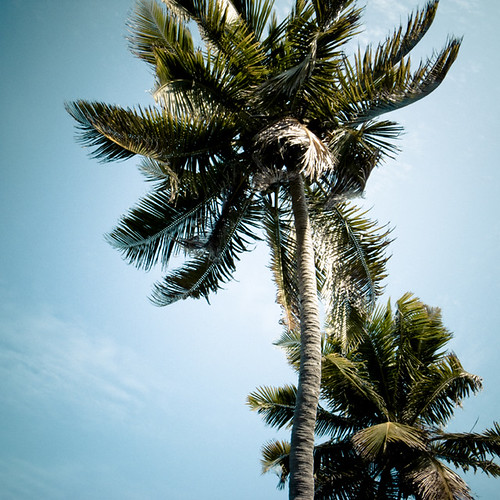 Two Palms, Bahia Honda, 2009