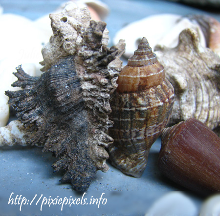 feb19 Seashells from Bohol