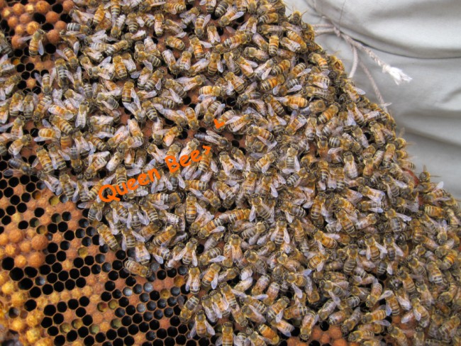 beekeeping 048 (650 x 488)