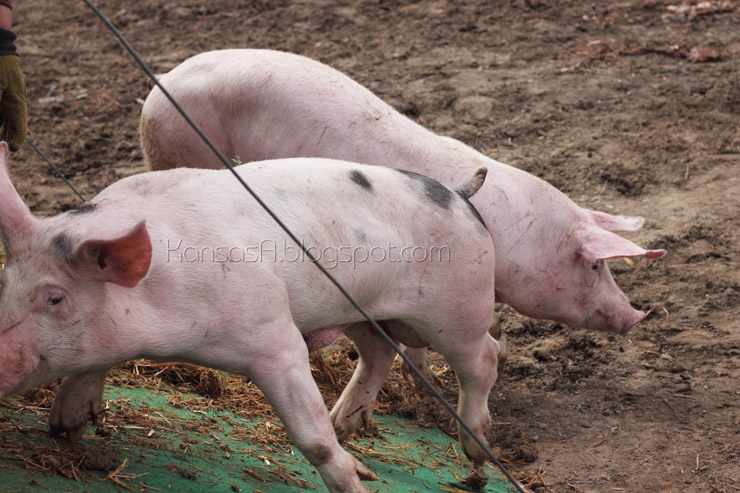 Pigs (by KansasA)