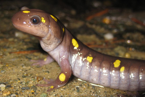 Spotted Salamander by you.