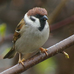 Tree Sparrow 3