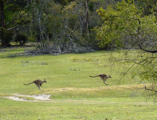 Kangaroos Hopping By While I Geocache