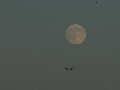 Moon and Cranes