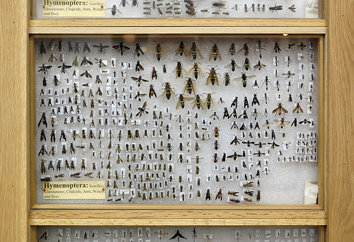 City Museum, in Saint Louis, Missouri, USA - insect collection