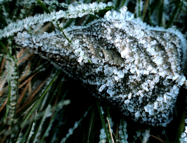 Hoar Frost Leaf