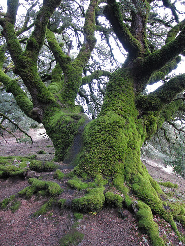 character oak