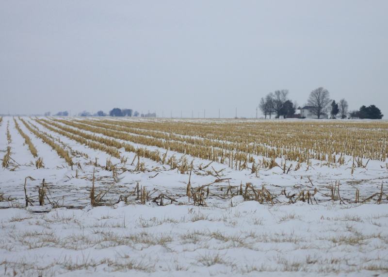 Snowy Field Stubble